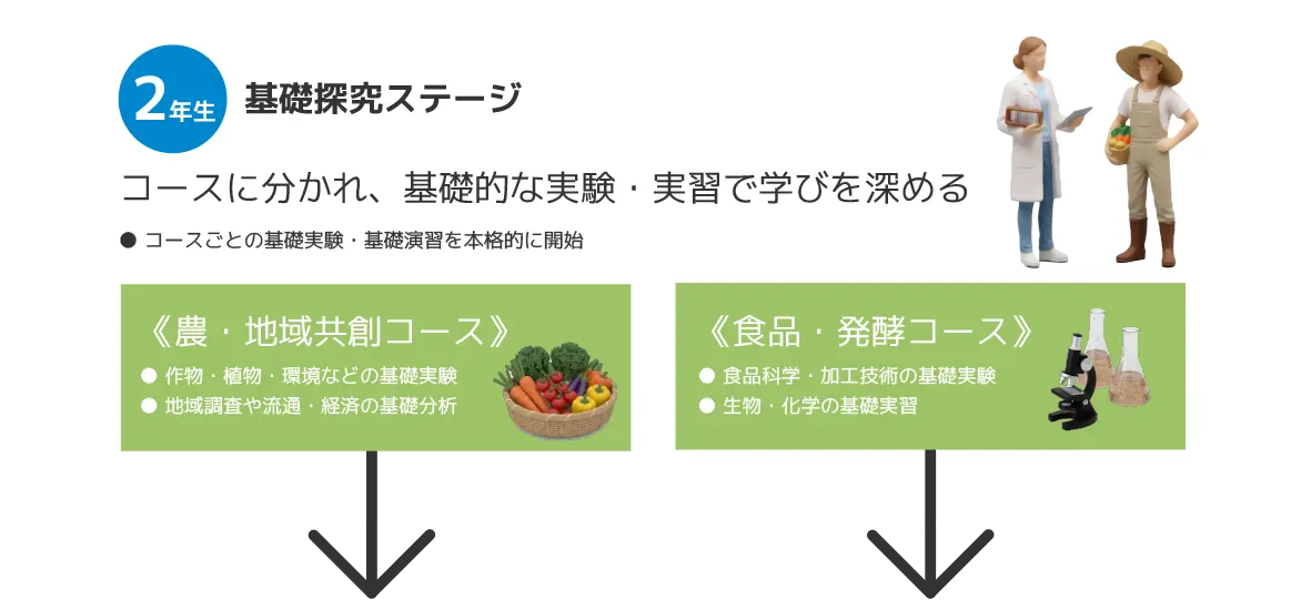 2年基礎深究ステージ コースに分かれ、基礎的な実験・実習で学びを深める