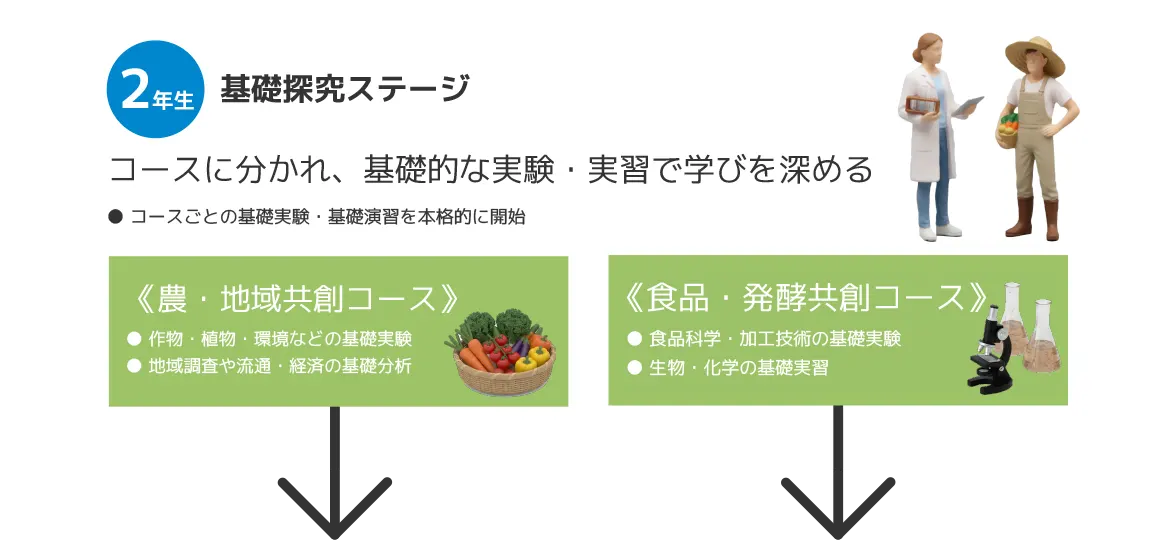 2年基礎深究ステージ コースに分かれ、基礎的な実験・実習で学びを深める